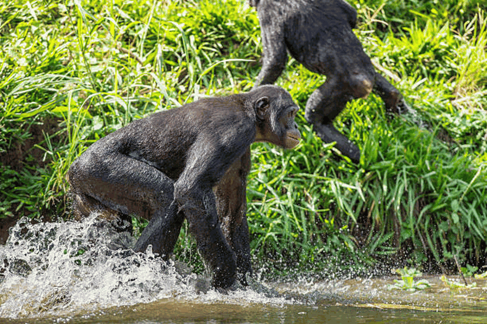 Conservation Efforts