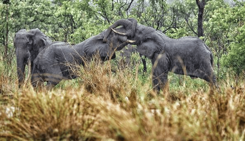 Garamba National Park