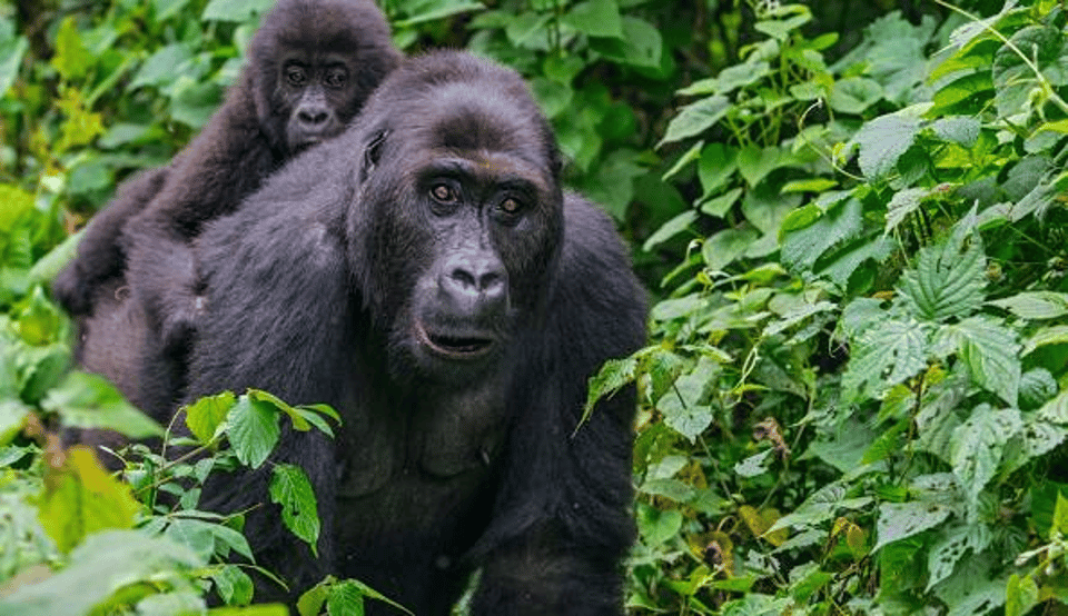 Kahuzi-Biéga National Park