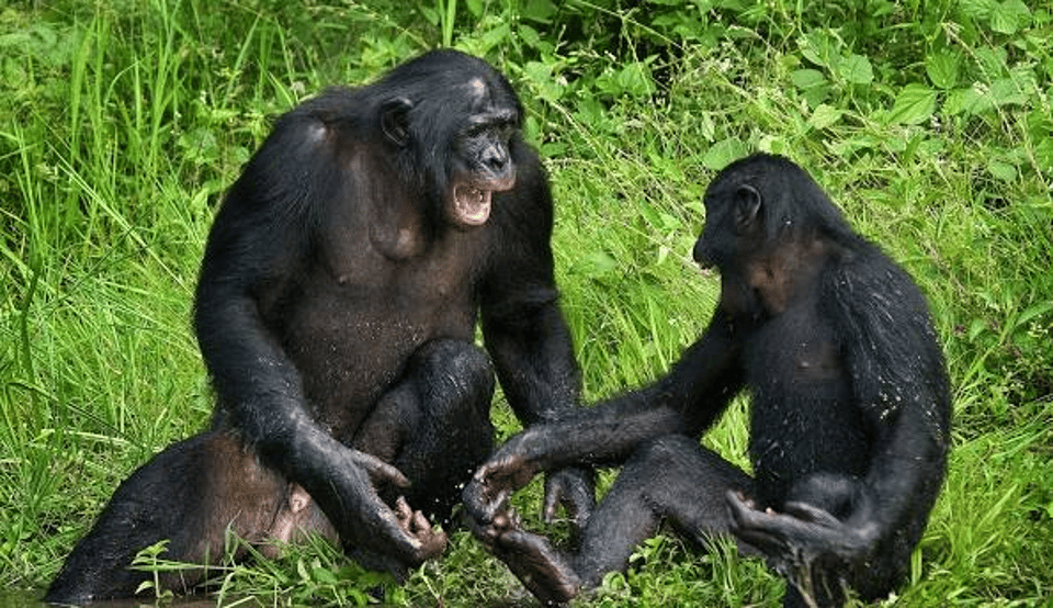 Lola ya Bonobo Sanctuary