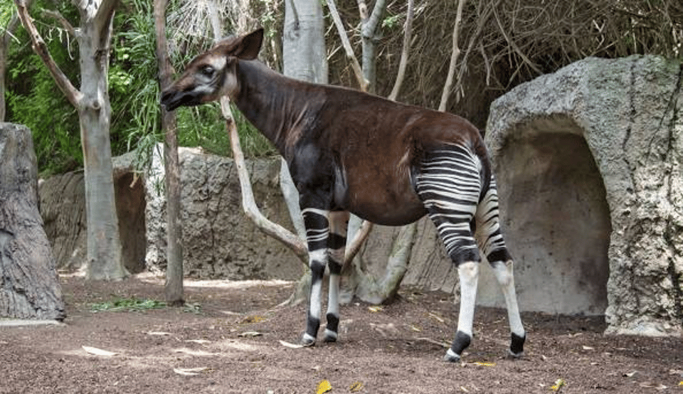 Okapi Wildlife Reserve