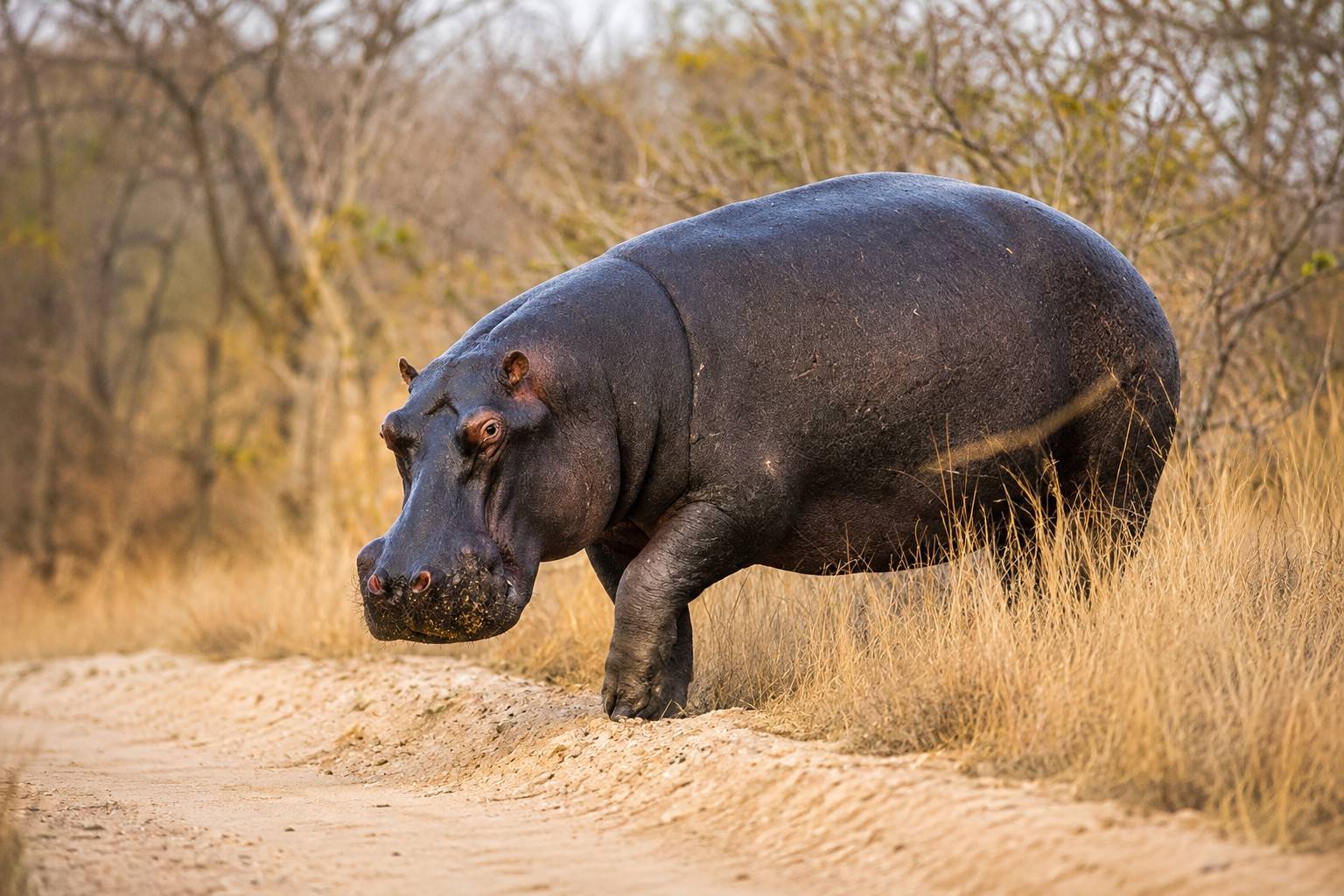 A Hippo In Virunga National Park