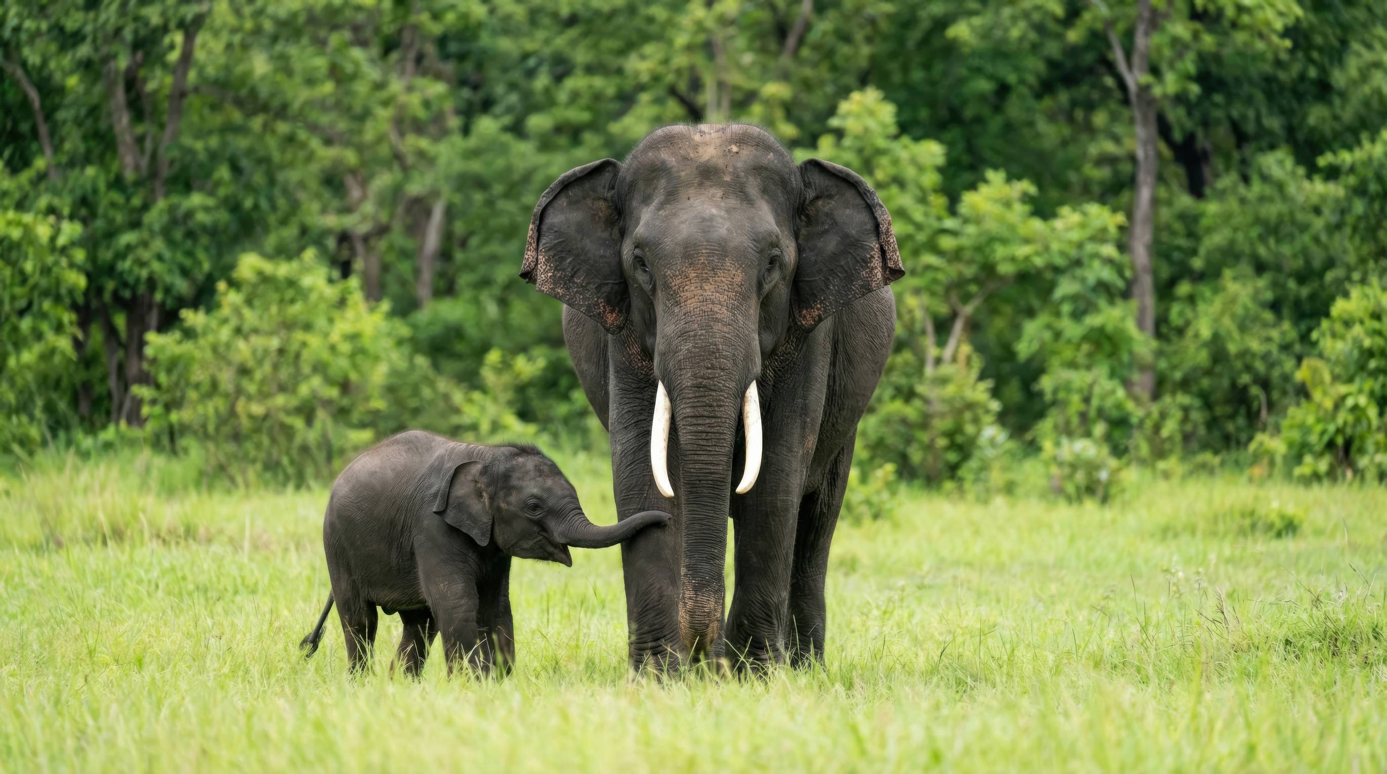 A Large Asian Elephant In The Forest