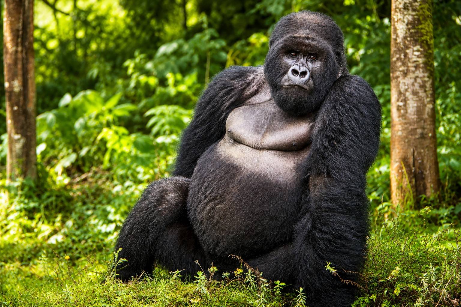 A Mountain Gorilla In Virunga National Park