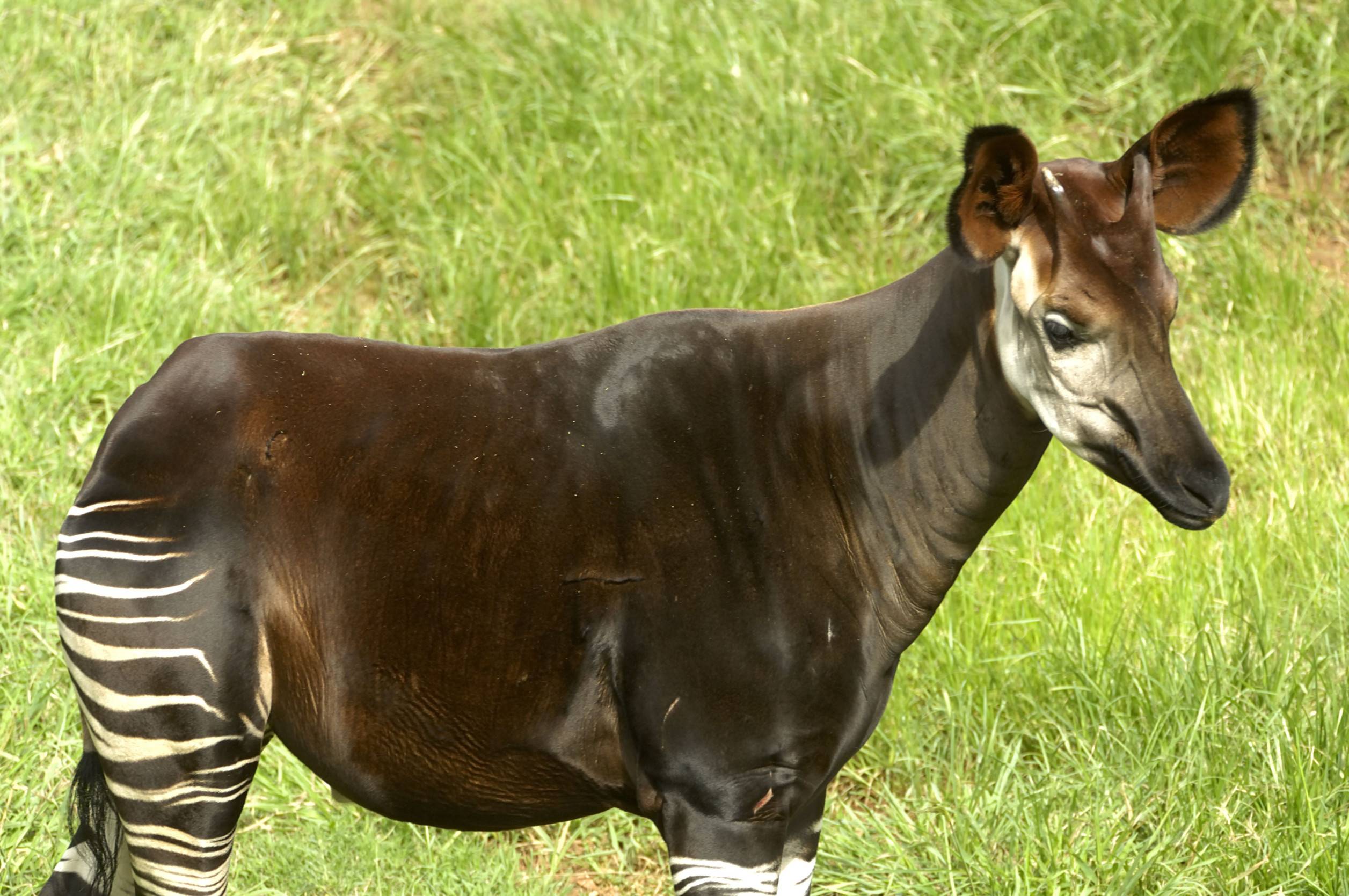 An Okapi Standing In The African Savannah