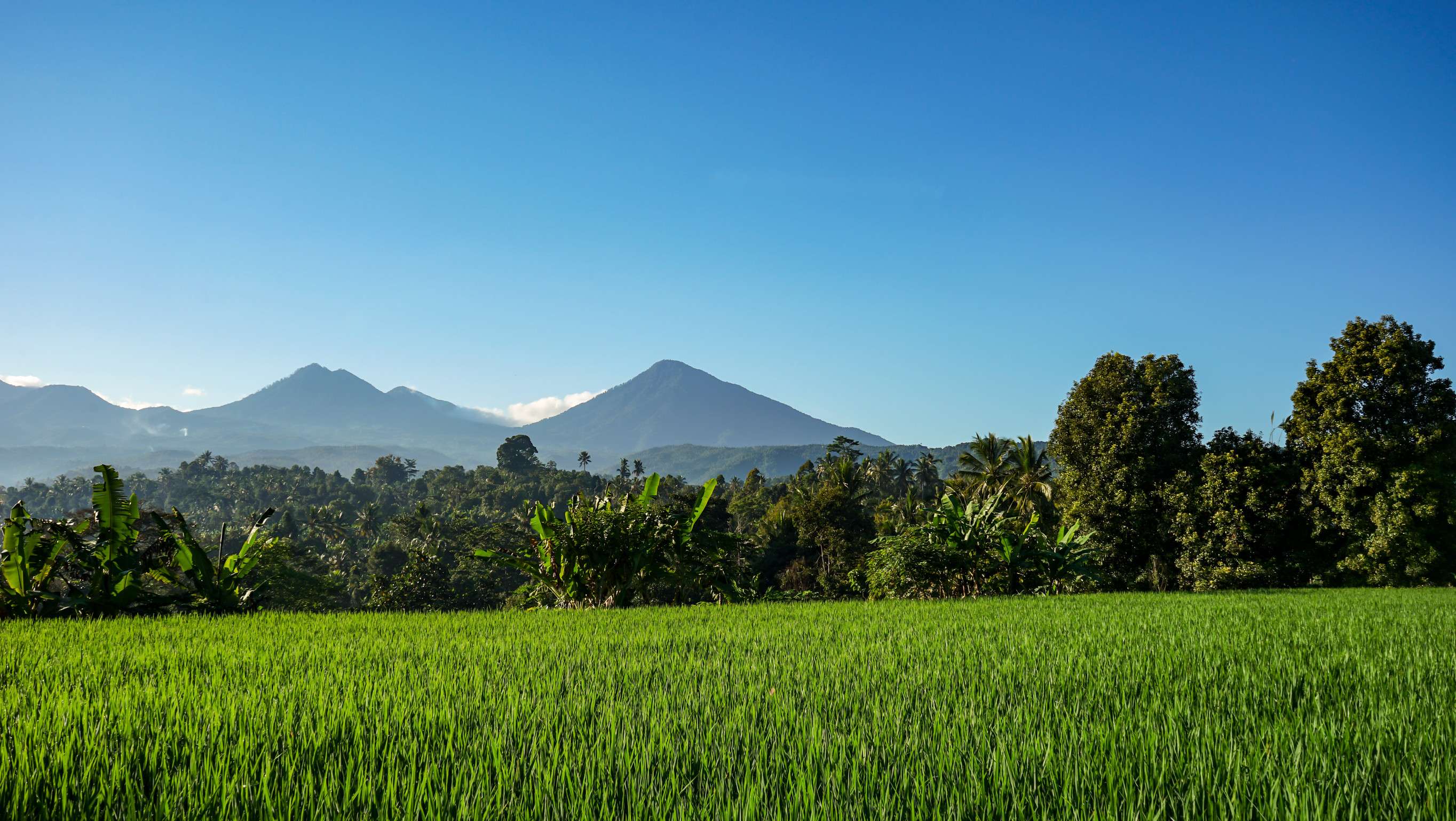Beautiful View Of The Field