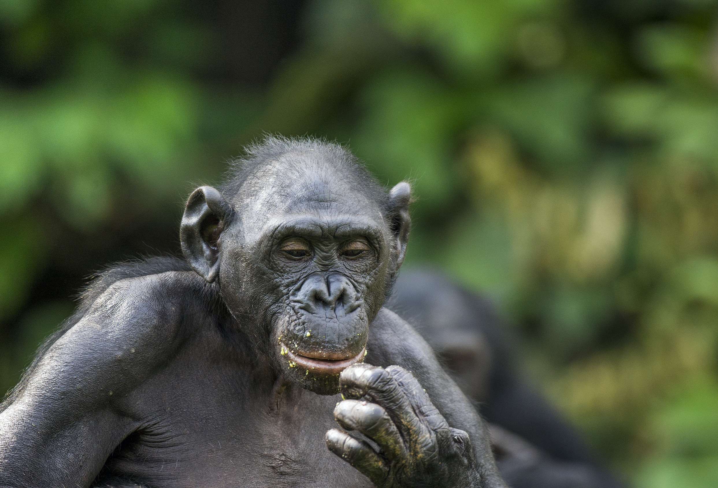 Bonobo Ape In A Thinking Pose