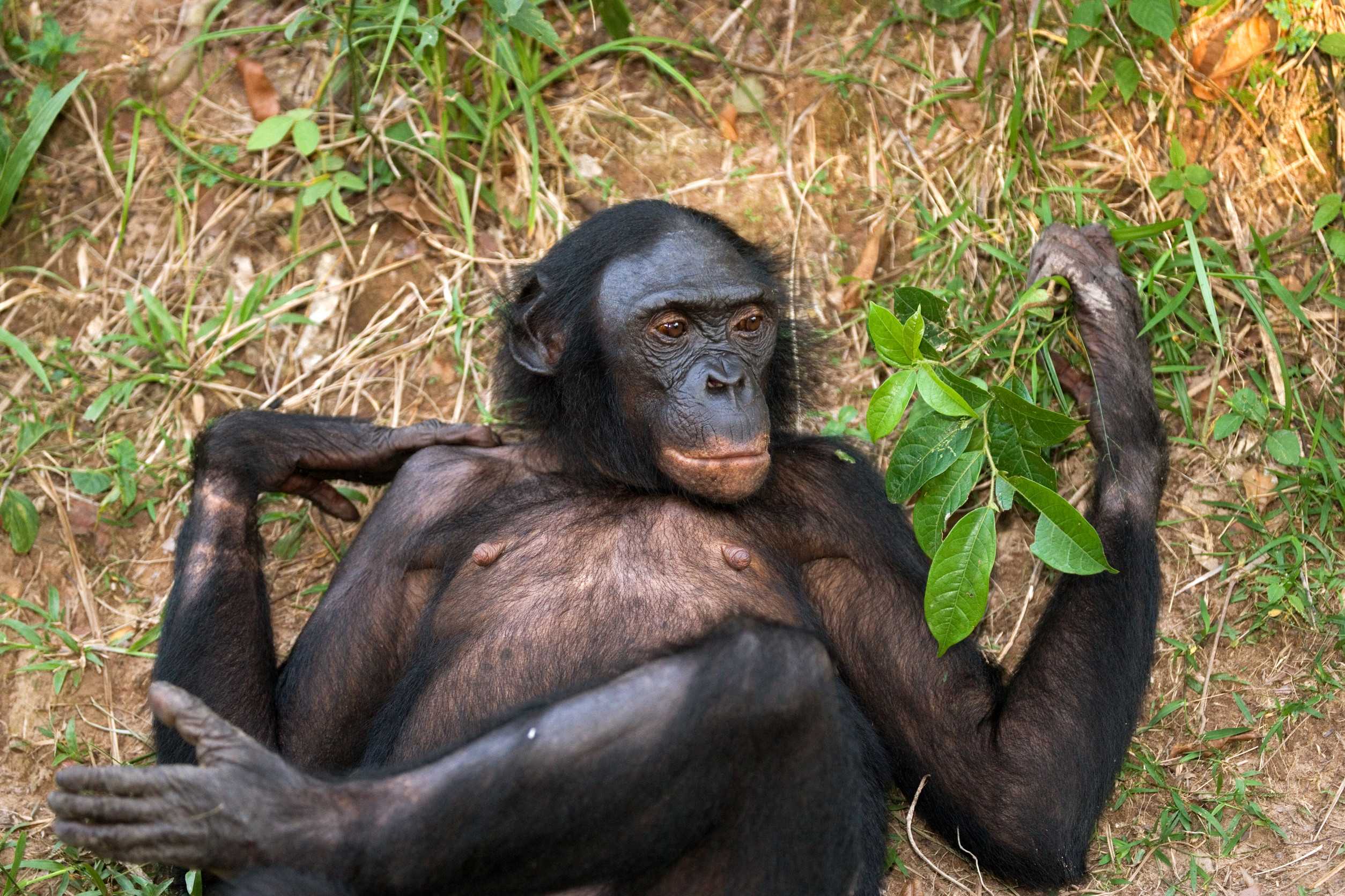 Bonobo Lying On The Ground
