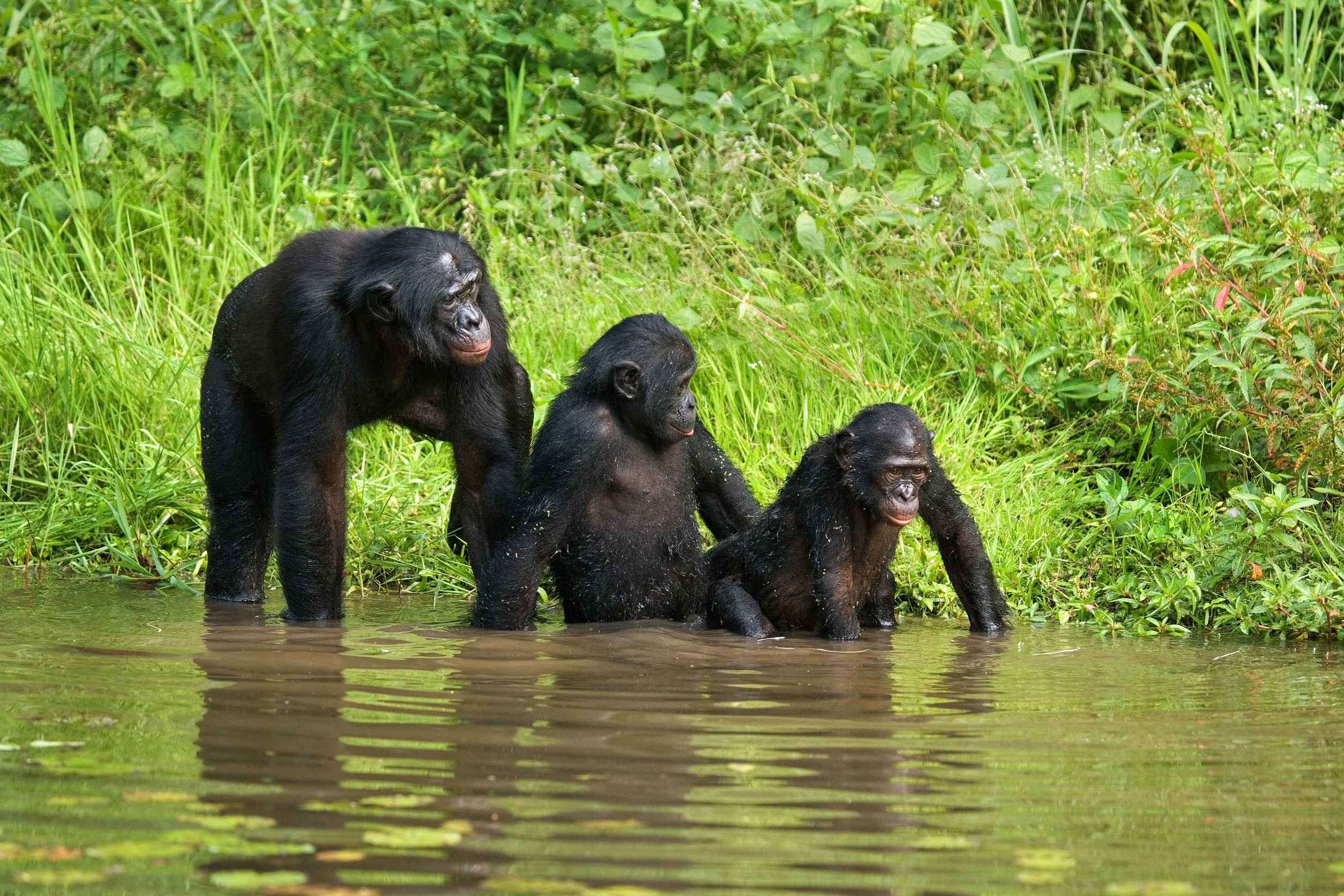 Bonobos Near The Lake