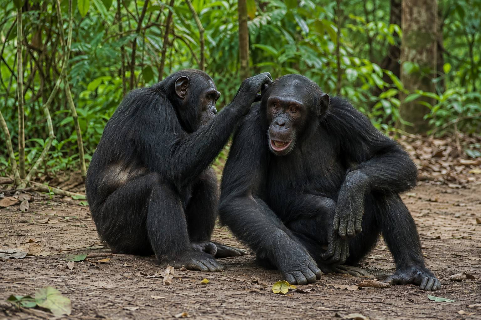 Chimpanzees Sitting On The Ground