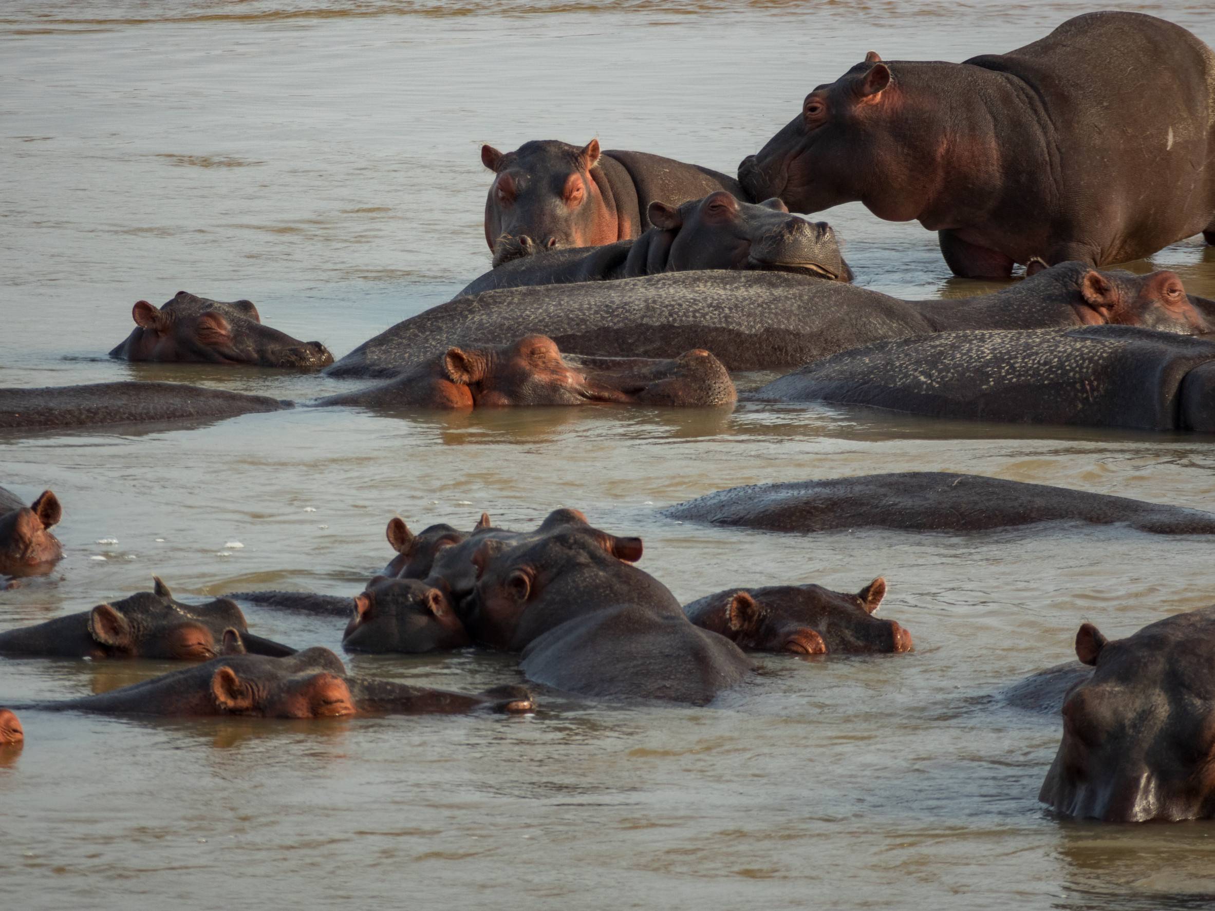 Family Of Hippos In Muddy Waters