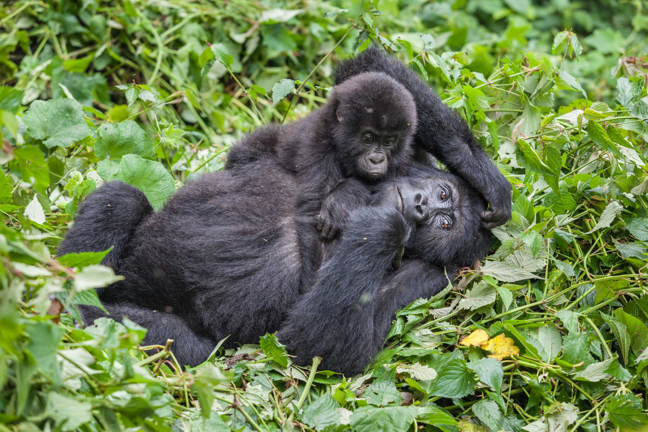 Gorillas In A National Park
