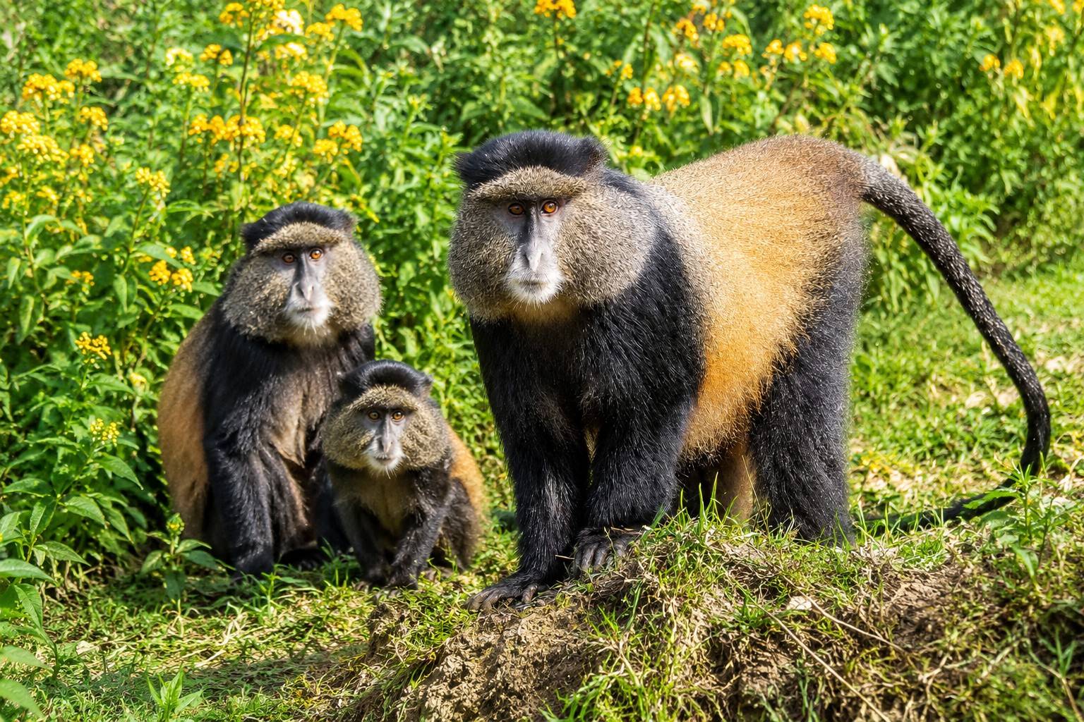 Group Of Golden Monkeys