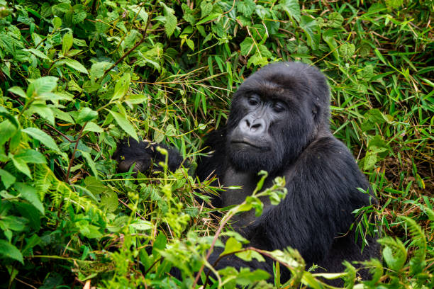 Kahuzi-Biega National Park