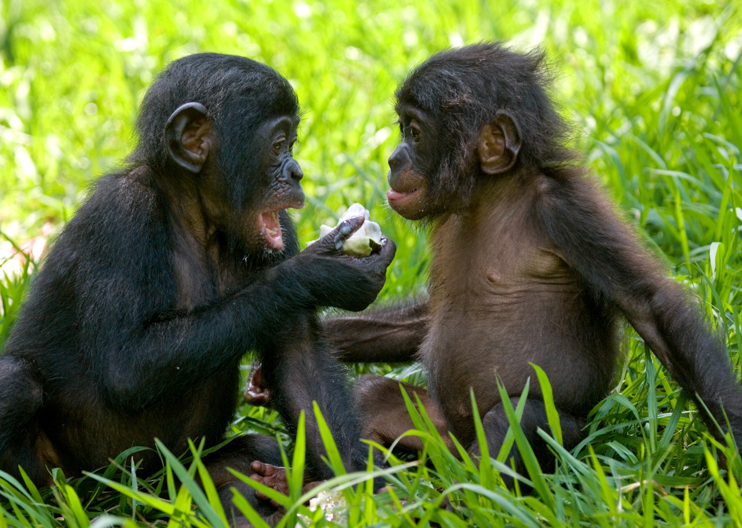 Lola ya Bonobo Sanctuary