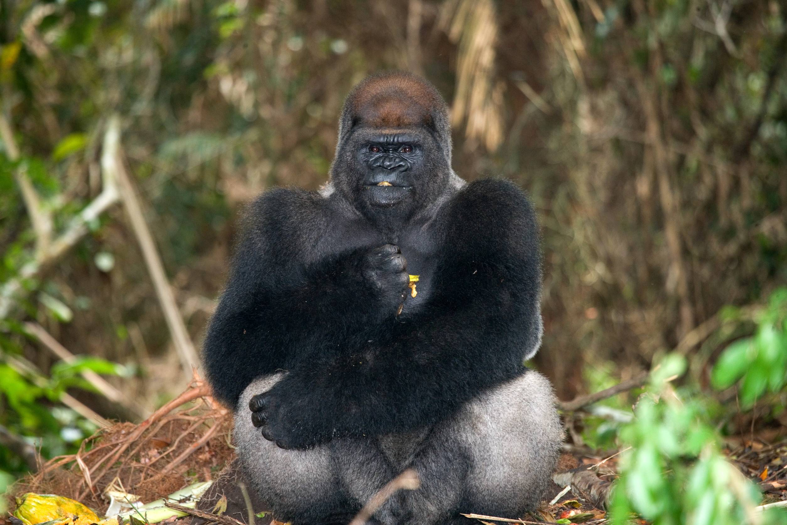 Lowland Gorilla Eating Under The Shade