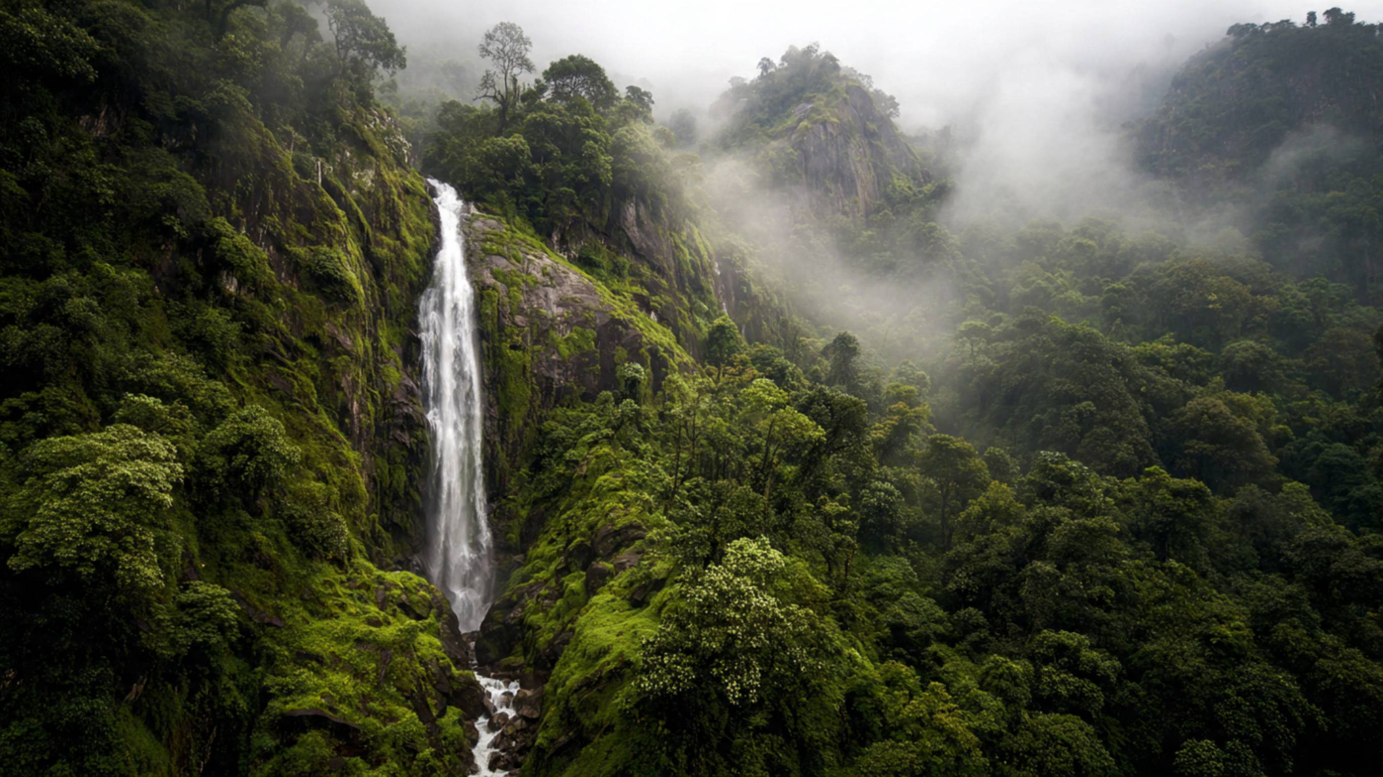 Thick Forest With A Waterfall