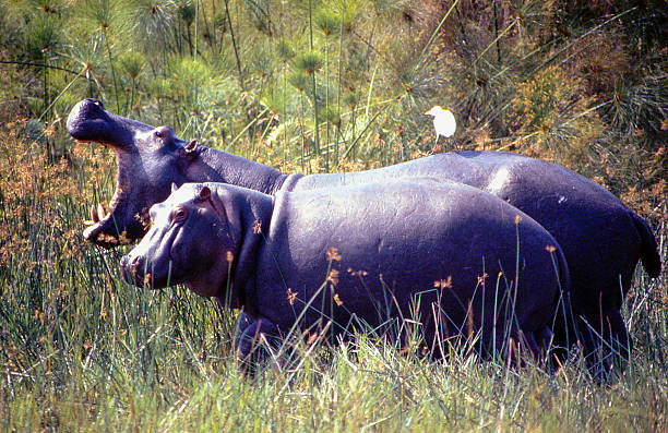 Virunga National Park